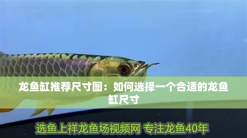 龍魚缸推薦尺寸圖：如何選擇一個合適的龍魚缸尺寸