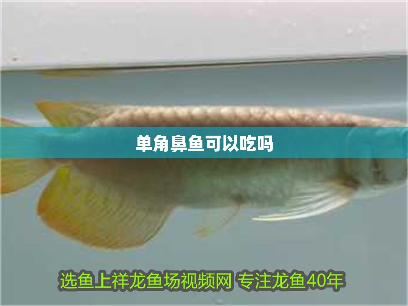 單角鼻魚可以吃嗎