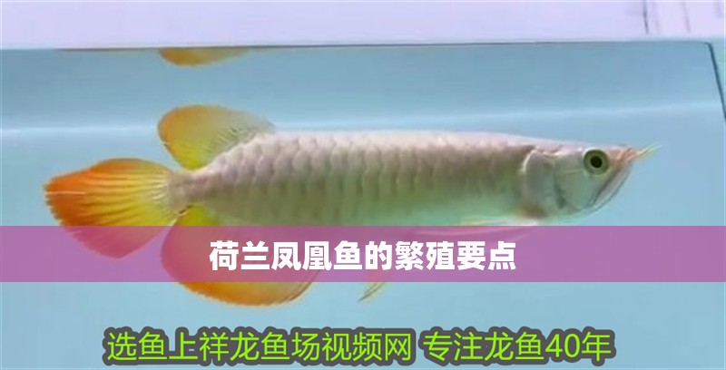 荷蘭鳳凰魚的繁殖要點