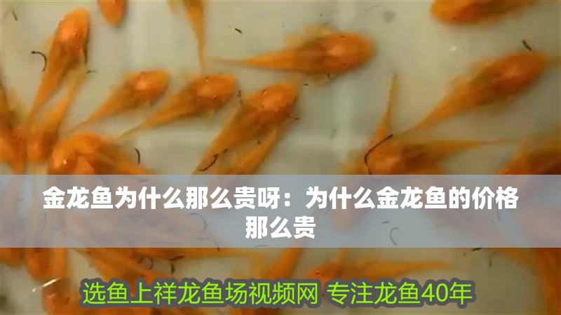 金龍魚為什么那么貴呀：為什么金龍魚的價(jià)格那么貴