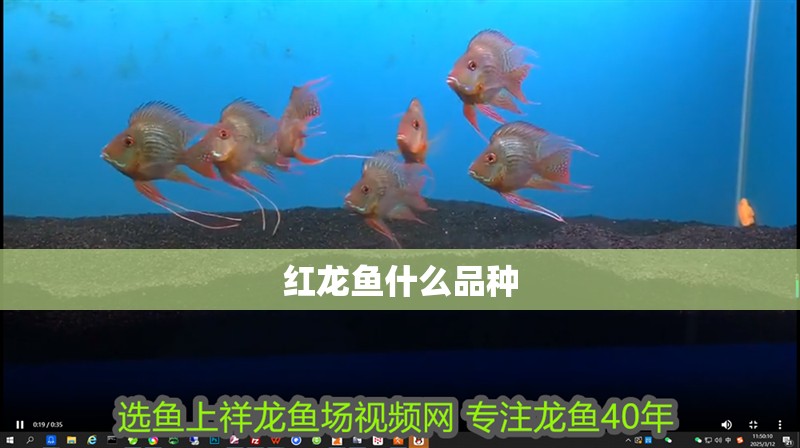 紅龍魚什么品種
