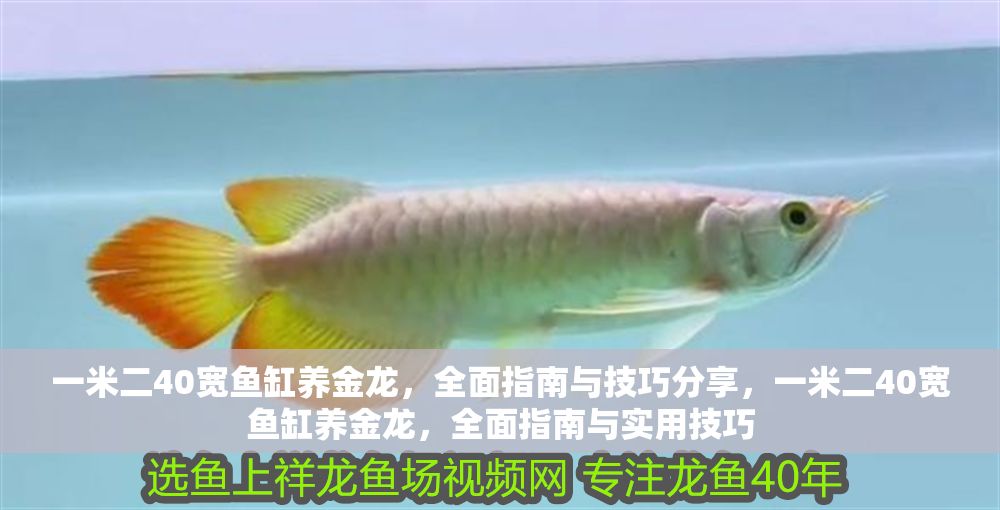一米二40寬魚缸養(yǎng)金龍，全面指南與技巧分享，一米二40寬魚缸養(yǎng)金龍，全面指南與實(shí)用技巧