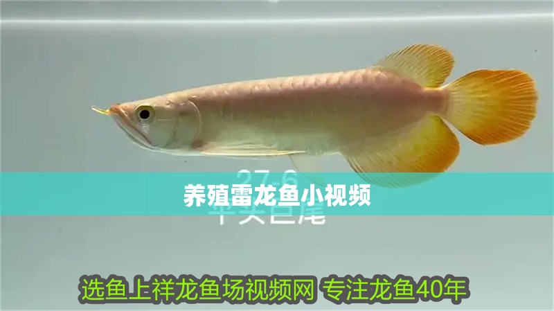 養殖雷龍魚小視頻