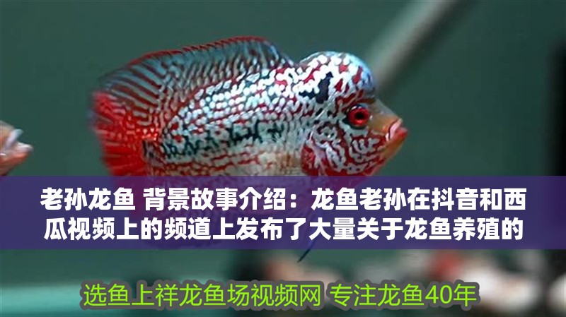 老孫龍魚 背景故事介紹：龍魚老孫在抖音和西瓜視頻上的頻道上發布了大量關于龍魚養殖的短視頻
