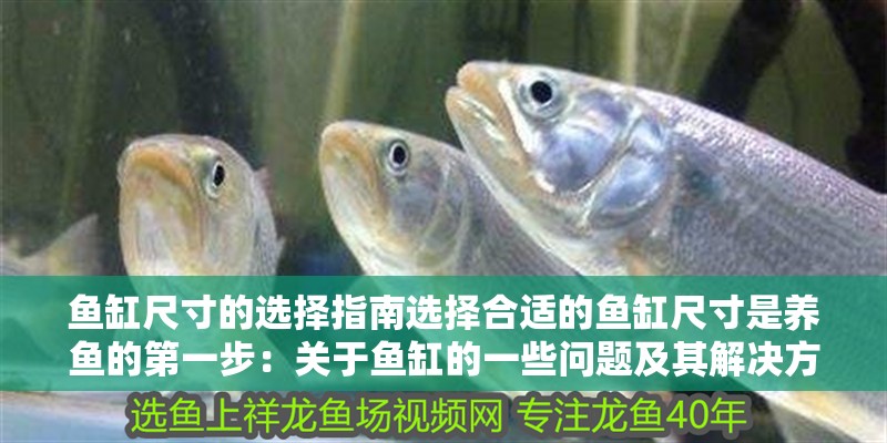 魚缸尺寸的選擇指南選擇合適的魚缸尺寸是養(yǎng)魚的第一步：關(guān)于魚缸的一些問(wèn)題及其解決方案