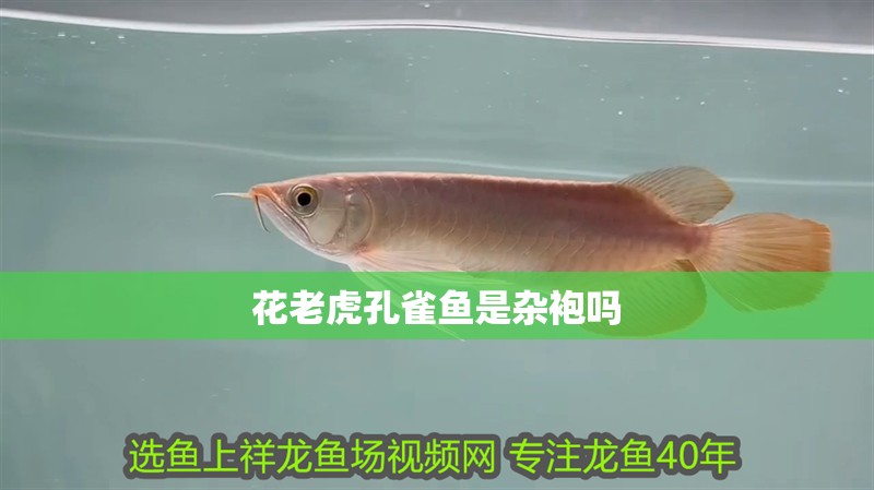 花老虎孔雀魚是雜袍嗎
