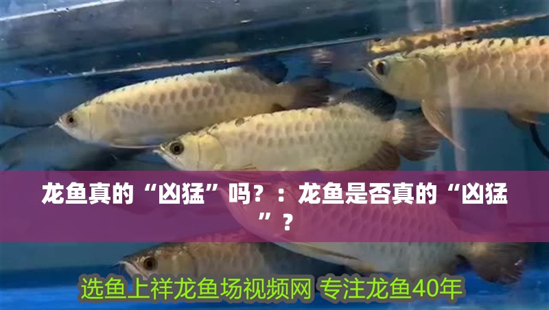 龍魚真的“兇猛”嗎？：龍魚是否真的“兇猛”？