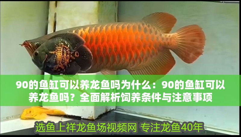 90的魚(yú)缸可以養(yǎng)龍魚(yú)嗎為什么：90的魚(yú)缸可以養(yǎng)龍魚(yú)嗎？全面解析飼養(yǎng)條件與注意事項(xiàng)