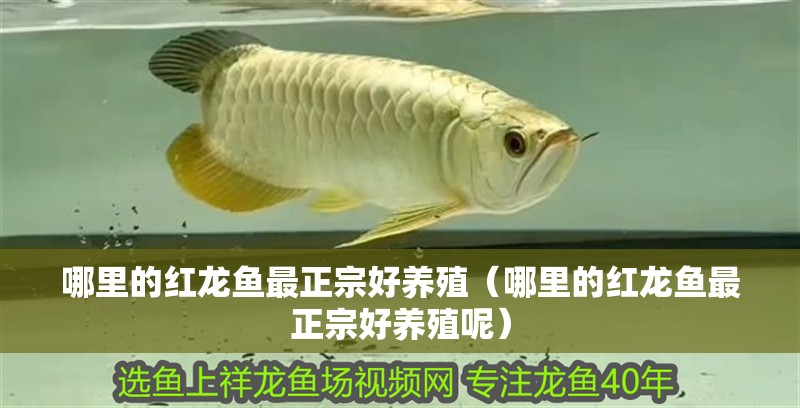 哪里的紅龍魚最正宗好養(yǎng)殖（哪里的紅龍魚最正宗好養(yǎng)殖呢）