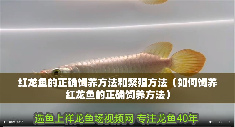 紅龍魚的正確飼養方法和繁殖方法（如何飼養紅龍魚的正確飼養方法）