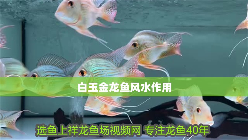 白玉金龍魚風水作用 白玉金龍魚風水作用 龍魚百科