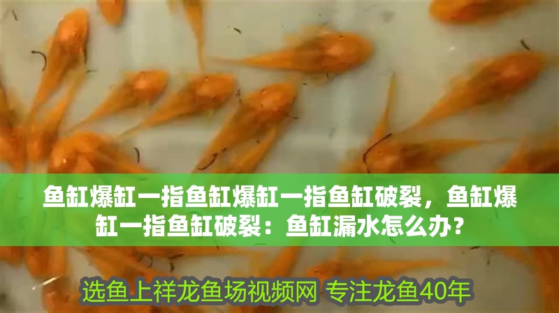 魚缸爆缸一指魚缸爆缸一指魚缸破裂，魚缸爆缸一指魚缸破裂：魚缸漏水怎么辦？