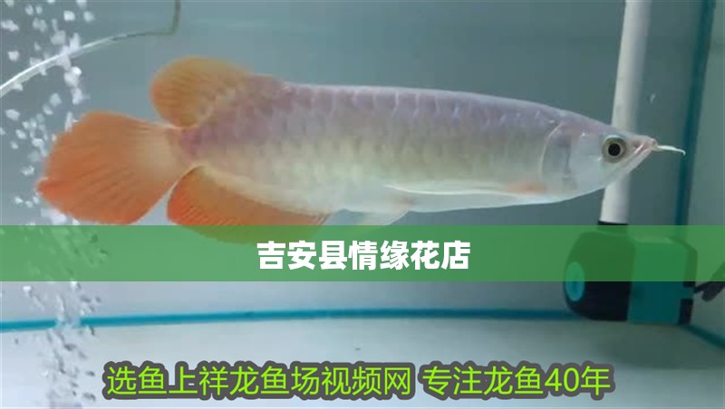 吉安縣情緣花店