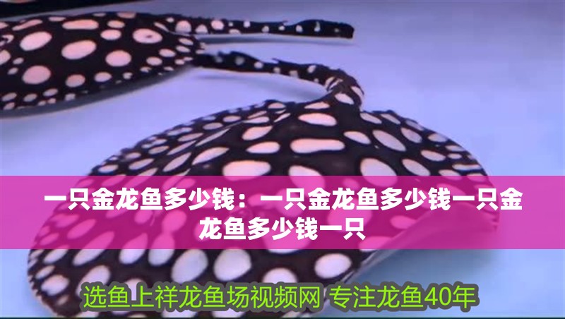 一只金龍魚多少錢：一只金龍魚多少錢一只金龍魚多少錢一只