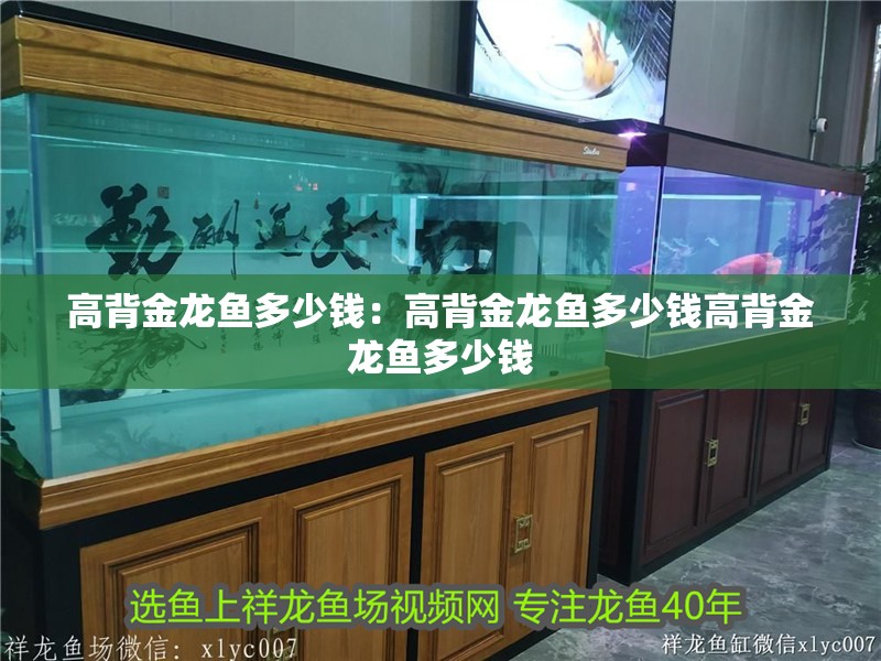 高背金龍魚多少錢：高背金龍魚多少錢高背金龍魚多少錢