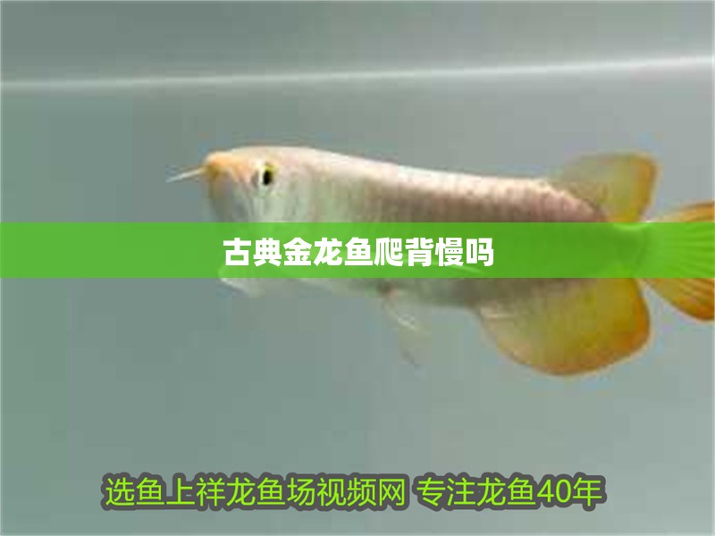 古典金龍魚爬背慢嗎