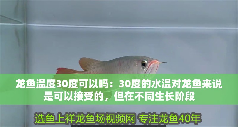 龍魚溫度30度可以嗎：30度的水溫對(duì)龍魚來(lái)說(shuō)是可以接受的，但在不同生長(zhǎng)階段