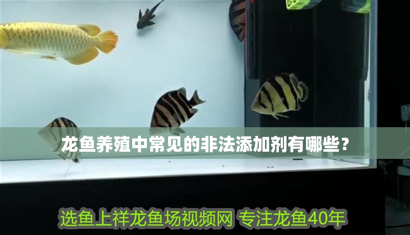 龍魚養(yǎng)殖中常見的非法添加劑有哪些？