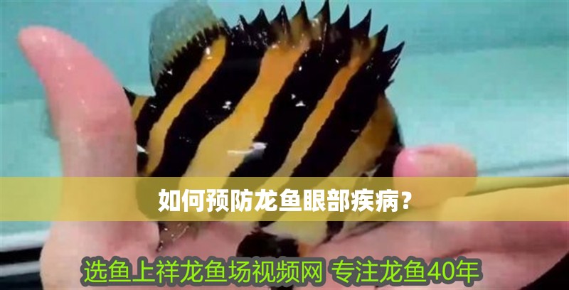 如何預(yù)防龍魚眼部疾病？