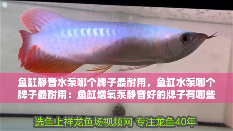 魚(yú)缸靜音水泵哪個(gè)牌子最耐用，魚(yú)缸水泵哪個(gè)牌子最耐用：魚(yú)缸增氧泵靜音好的牌子有哪些？