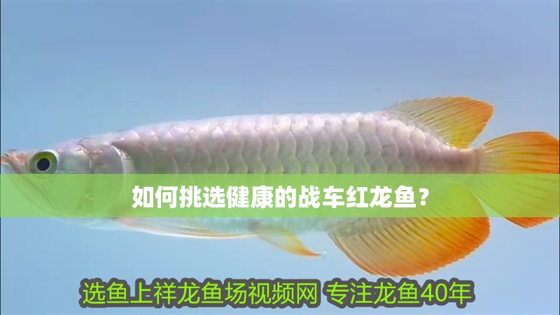 如何挑選健康的戰車紅龍魚？