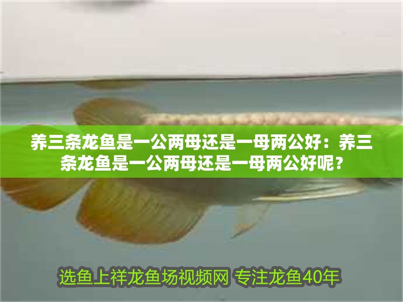 養三條龍魚是一公兩母還是一母兩公好：養三條龍魚是一公兩母還是一母兩公好呢？