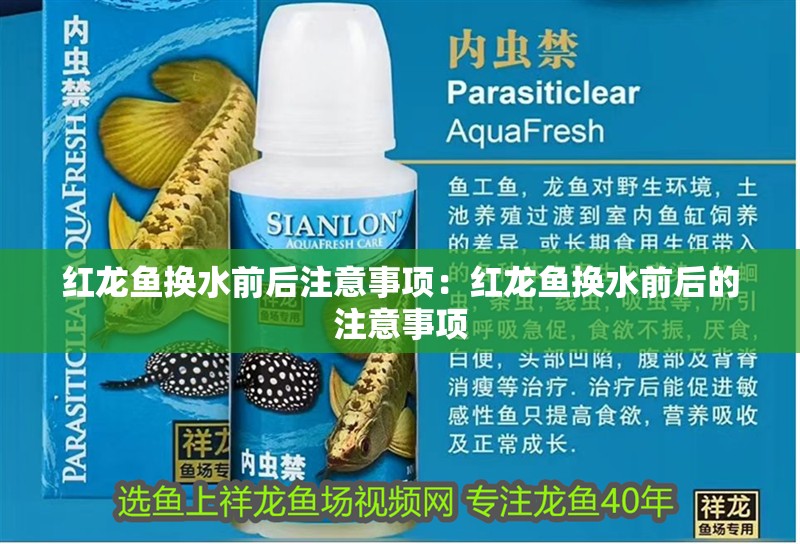 紅龍魚換水前后注意事項：紅龍魚換水前后的注意事項