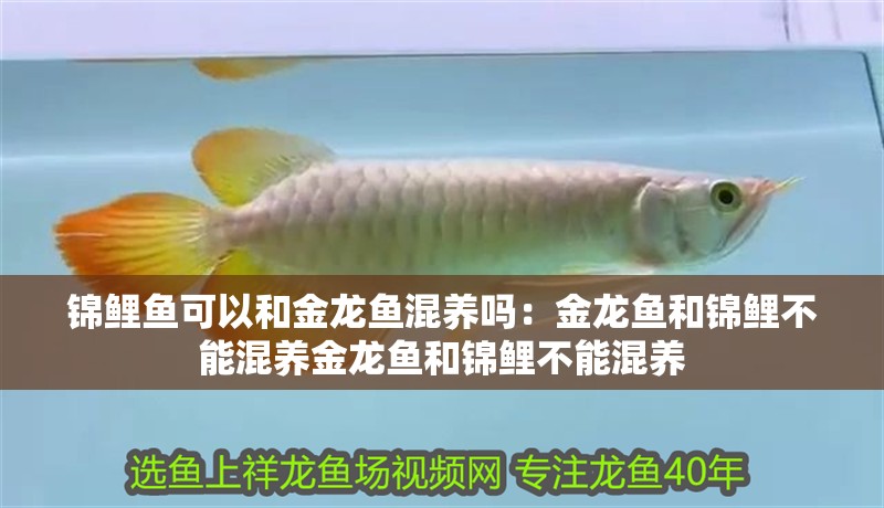 錦鯉魚可以和金龍魚混養(yǎng)嗎：金龍魚和錦鯉不能混養(yǎng)金龍魚和錦鯉不能混養(yǎng) 錦鯉魚可以和金龍魚混養(yǎng)嗎：金龍魚和錦鯉不能混養(yǎng)金龍魚和錦鯉不能混養(yǎng) 龍魚百科