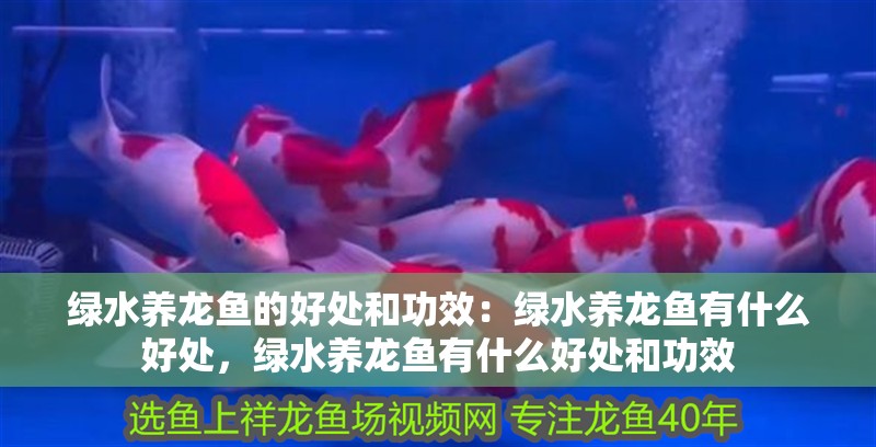 綠水養龍魚的好處和功效：綠水養龍魚有什么好處，綠水養龍魚有什么好處和功效