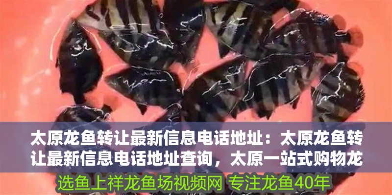 太原龍魚轉讓最新信息電話地址：太原龍魚轉讓最新信息電話地址查詢，太原一站式購物龍魚轉讓
