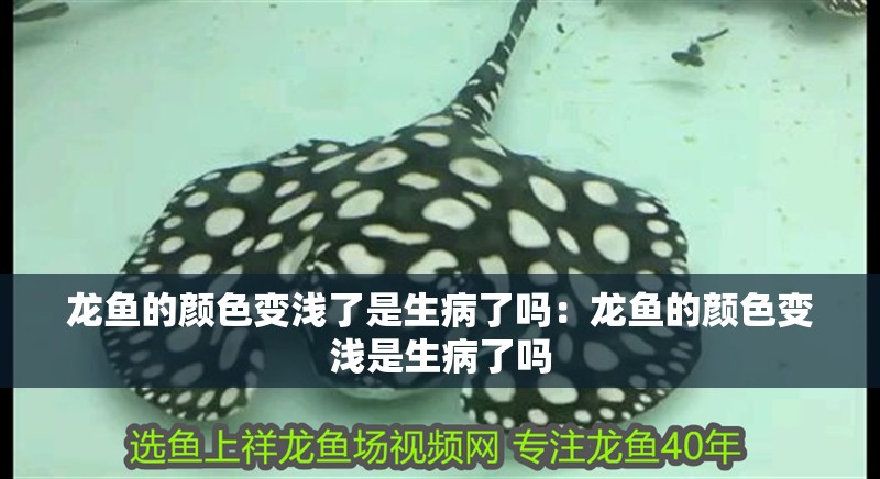 龍魚的顏色變淺了是生病了嗎：龍魚的顏色變淺是生病了嗎