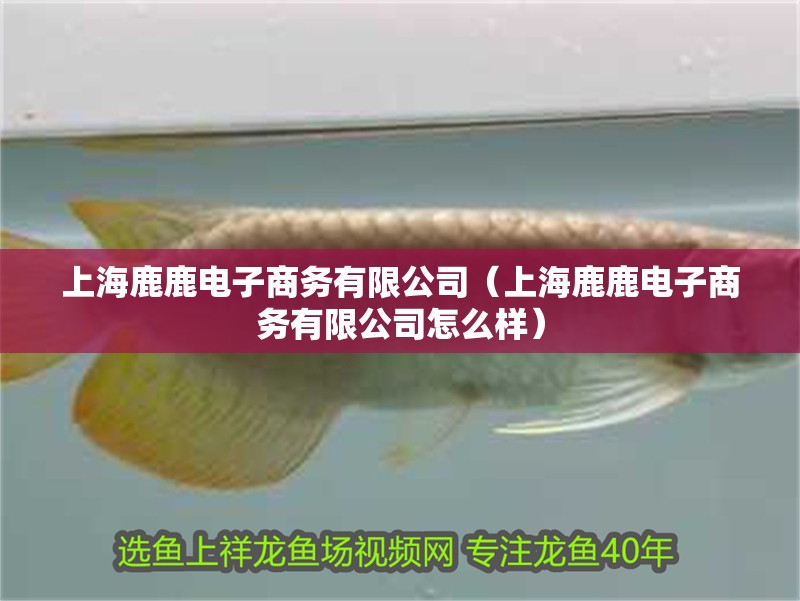 上海鹿鹿電子商務有限公司（上海鹿鹿電子商務有限公司怎么樣）