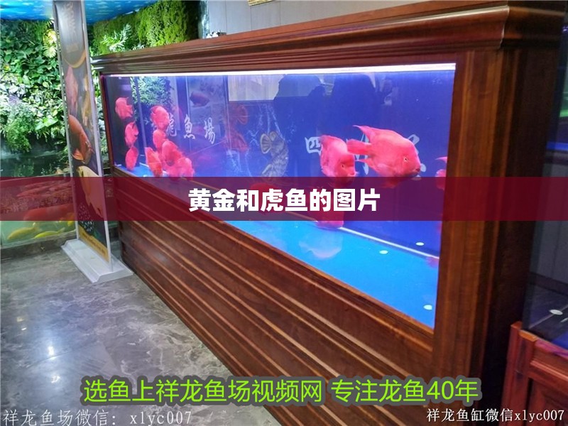 黃金和虎魚的圖片