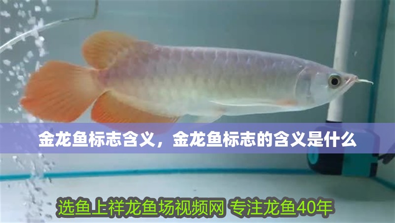 金龍魚標志含義，金龍魚標志的含義是什么