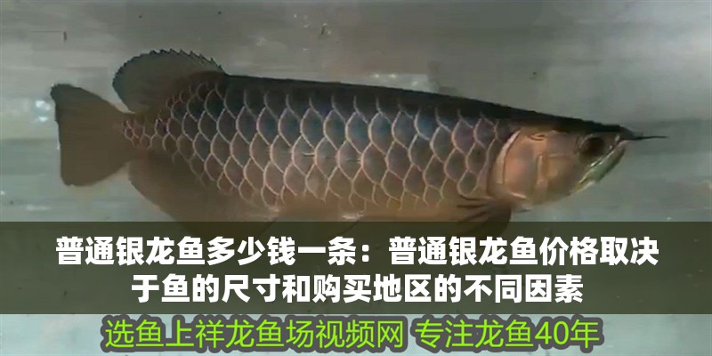 普通銀龍魚多少錢一條：普通銀龍魚價格取決于魚的尺寸和購買地區(qū)的不同因素