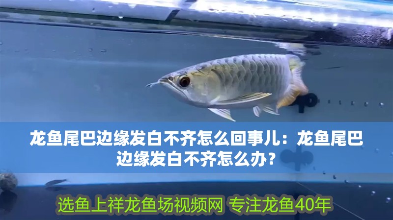 龍魚尾巴邊緣發白不齊怎么回事兒：龍魚尾巴邊緣發白不齊怎么辦？