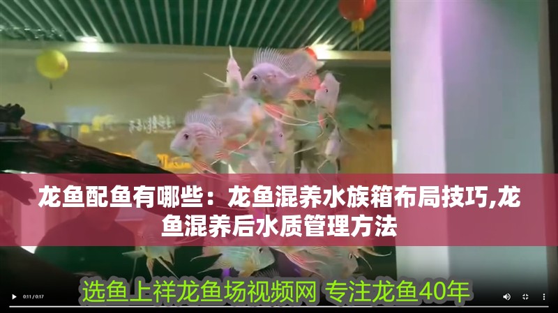 龍魚配魚有哪些：龍魚混養(yǎng)水族箱布局技巧,龍魚混養(yǎng)后水質(zhì)管理方法