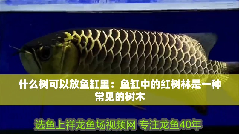 什么樹可以放魚缸里：魚缸中的紅樹林是一種常見的樹木
