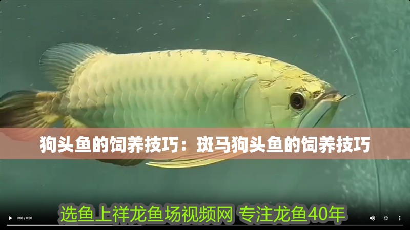 狗頭魚的飼養技巧：斑馬狗頭魚的飼養技巧