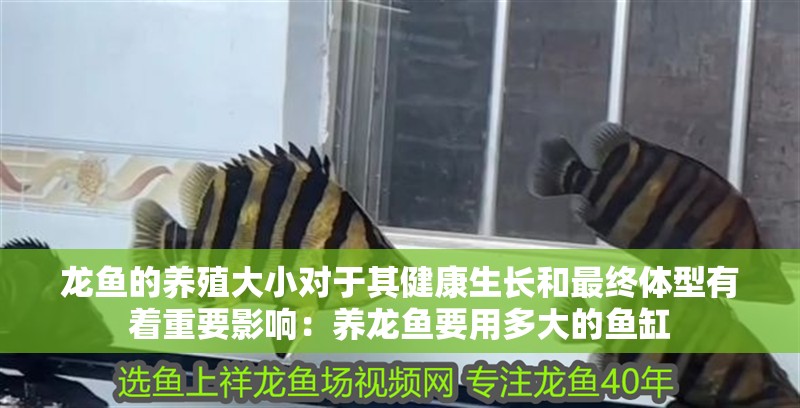 龍魚的養殖大小對于其健康生長和最終體型有著重要影響：養龍魚要用多大的魚缸