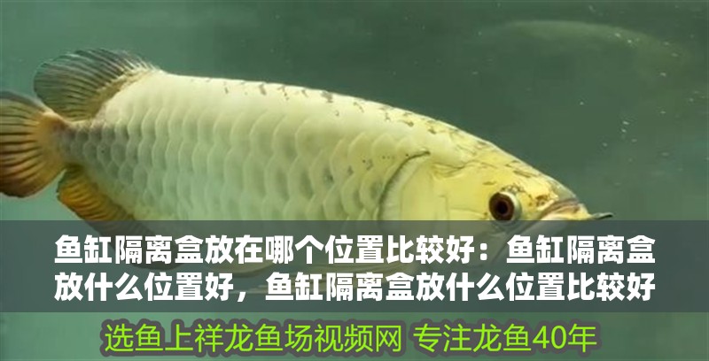 魚缸隔離盒放在哪個位置比較好：魚缸隔離盒放什么位置好，魚缸隔離盒放什么位置比較好