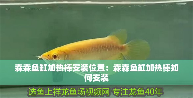 森森魚缸加熱棒安裝位置：森森魚缸加熱棒如何安裝
