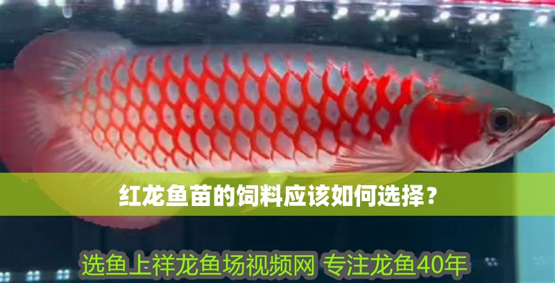 紅龍魚苗的飼料應該如何選擇？