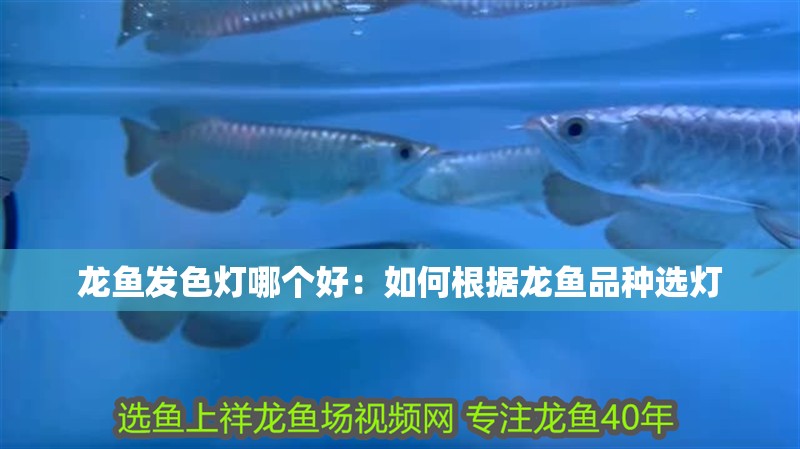 龍魚發色燈哪個好：如何根據龍魚品種選燈
