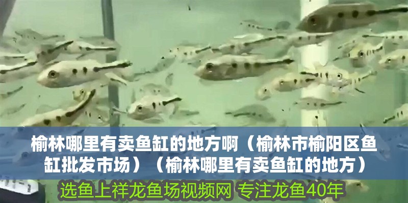 榆林哪里有賣魚缸的地方啊（榆林市榆陽區(qū)魚缸批發(fā)市場）（榆林哪里有賣魚缸的地方）