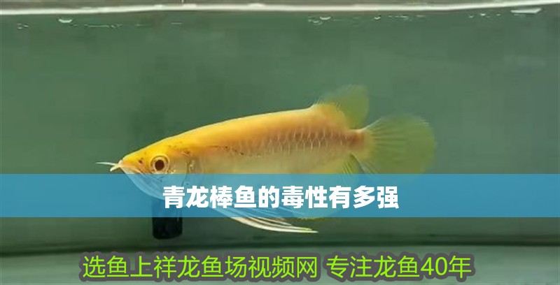 青龍棒魚的毒性有多強