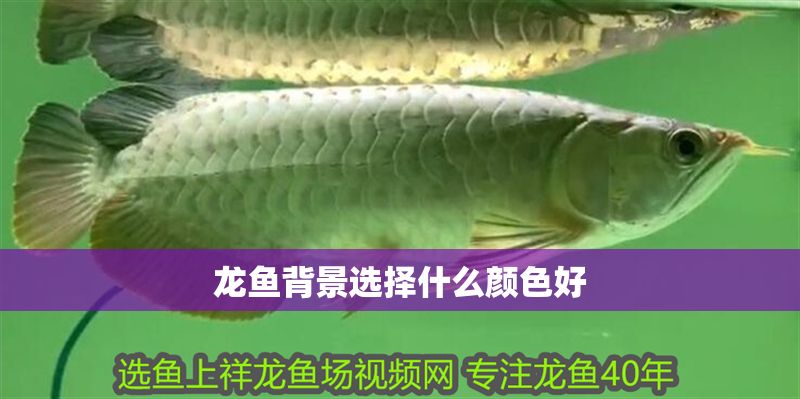 龍魚背景選擇什么顏色好
