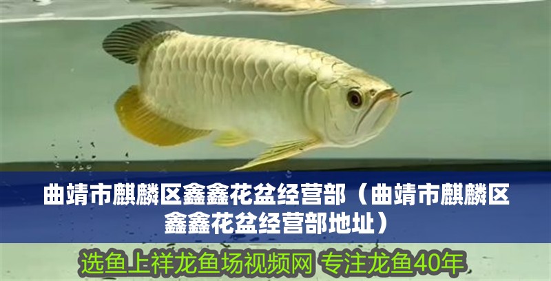 曲靖市麒麟?yún)^(qū)鑫鑫花盆經(jīng)營部（曲靖市麒麟?yún)^(qū)鑫鑫花盆經(jīng)營部地址）