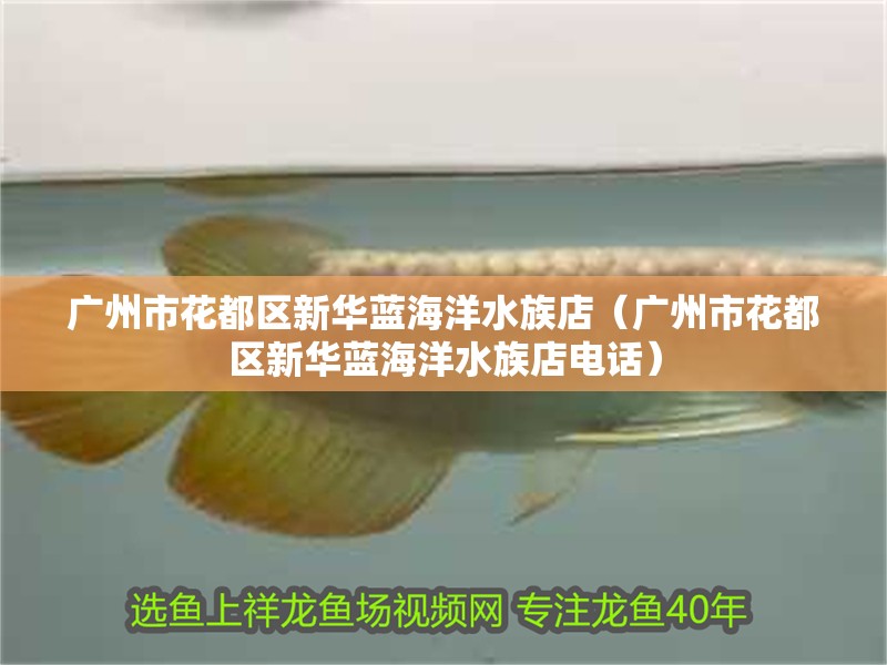 廣州市花都區新華藍海洋水族店（廣州市花都區新華藍海洋水族店電話）