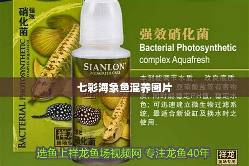 七彩海象魚混養圖片